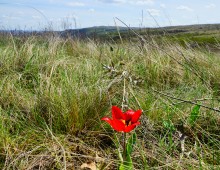 Проехали от Качеровых гор на Северском Донце до "Западни" в устье Быстрой. Тюльпаны, ирисы, немного экстрима и сморчковый бал в пойме у скал.
