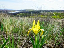 Проехали от Качеровых гор на Северском Донце до "Западни" в устье Быстрой. Тюльпаны, ирисы, немного экстрима и сморчковый бал в пойме у скал.
