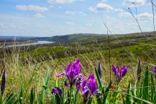 Проехали от Качеровых гор на Северском Донце до "Западни" в устье Быстрой. Тюльпаны, ирисы, немного экстрима и сморчковый бал в пойме у скал.