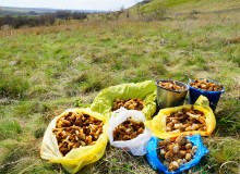 Проехали от Качеровых гор на Северском Донце до "Западни" в устье Быстрой. Тюльпаны, ирисы, немного экстрима и сморчковый бал в пойме у скал.