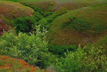Источник с капотажем в балке у Несветая