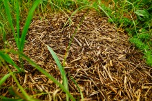 Источник с капотажем в балке у Несветая