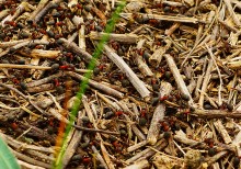 Источник с капотажем в балке у Несветая