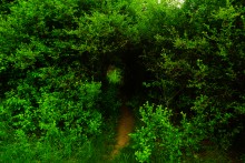 Источник с капотажем в балке у Несветая