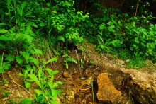 Источник с капотажем в балке у Несветая