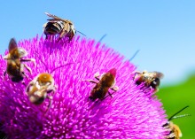 Пир пчел на татарнике.