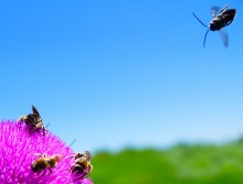 Пир пчел на татарнике.