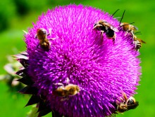 Пир пчел на татарнике.