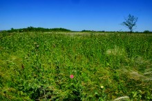 Прогулка по хазарским городищам нижнего Дона