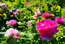 Прогулка по хазарским городищам нижнего Дона