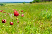 Осадная гора у станицы Кагальницкой на реке Кагальнике.