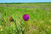 Осадная гора у станицы Кагальницкой на реке Кагальнике.