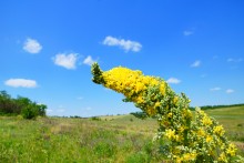 Осадная гора у станицы Кагальницкой на реке Кагальнике.