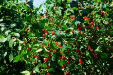 Каменные пляжи Мержаново