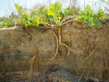 Село Шабельское на Сазальникской косе