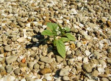 Село Шабельское на Сазальникской косе