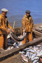 Старые рыбачьи лодки