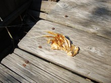 Старые рыбачьи лодки