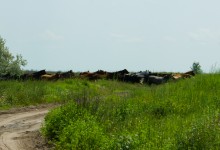 Табун лошадей в дельте Дона.