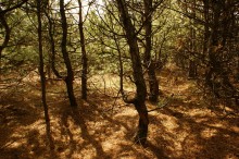 Южный хвойный лес