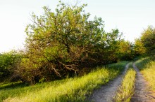 Шелководство на Дону