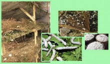 Шелководство на Дону