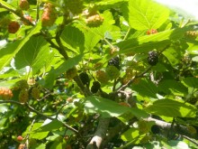 Шелководство на Дону