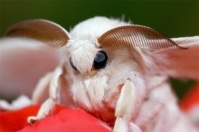 Шелководство на Дону