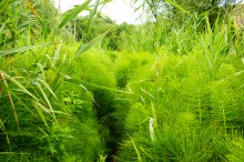 Хвощи в долине Сухого Донца