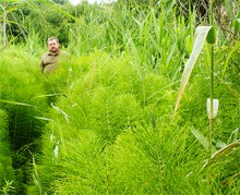Хвощи в долине Сухого Донца