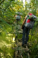 Мостик над болотом