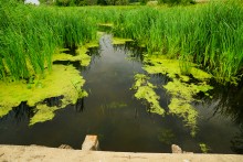 Дворянское гнездо в селе Позднеевка на берегу реки Ольховой