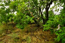 Гора Городище