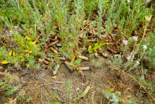 Остатки немецких дотов на Миус-фронте