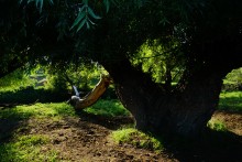 Муравьи гиганты