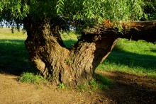 Муравьи гиганты