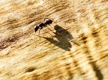 Муравьи гиганты