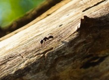 Муравьи гиганты