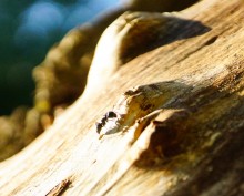 Муравьи гиганты