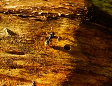 Муравьи гиганты