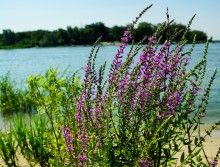 Древние поселения на Дону у станицы Раздорской и на острове Поречный