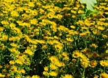 Древние поселения на Дону у станицы Раздорской и на острове Поречный