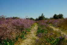 Беглицкая коса