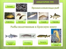 Беглицкая коса