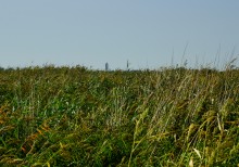 Беглицкая коса