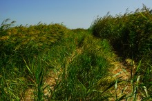 Беглицкая коса