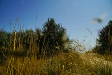 Беглицкая коса