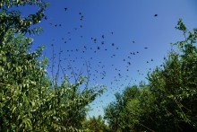 Беглицкая коса