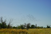 Беглицкая коса