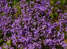 Беглицкая коса